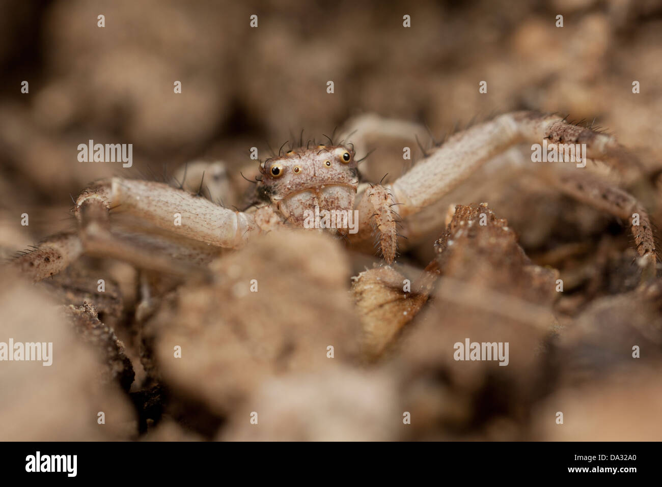 A crab spider lies in the earth in a Hampshire garden England Stock