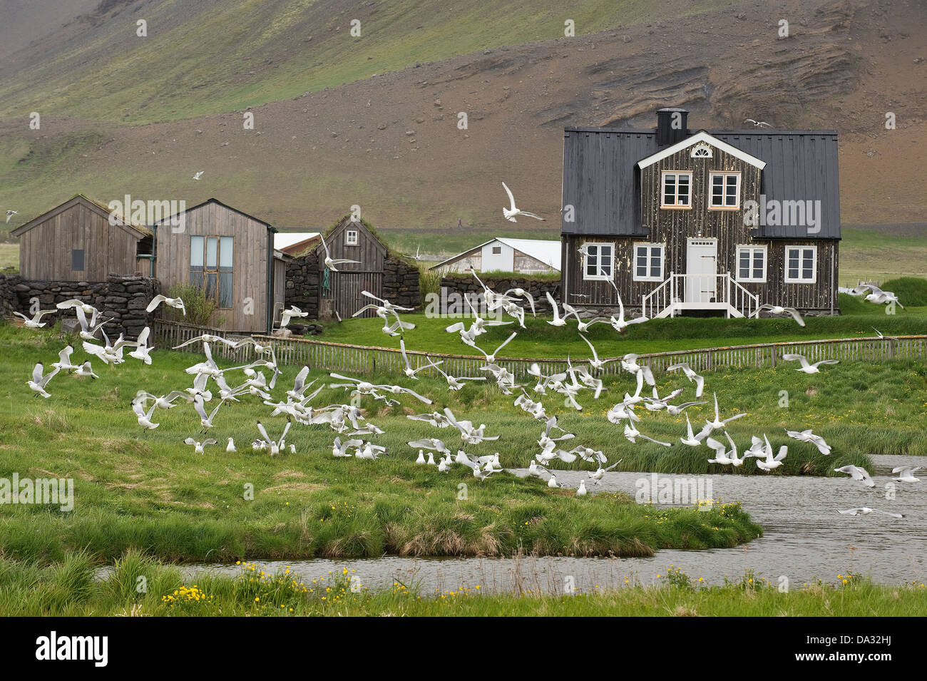 House with pond and sea birds in flight Ströndin coastal strip between Stapi and Hellnar Nature Reserve Iceland Europe Stock Photo
