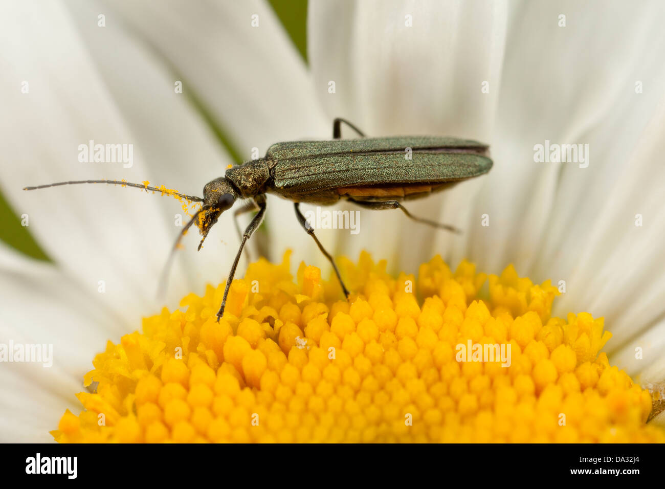 A flower beetle on an ox eye daisy in a Hampshire meadow England Stock Photo