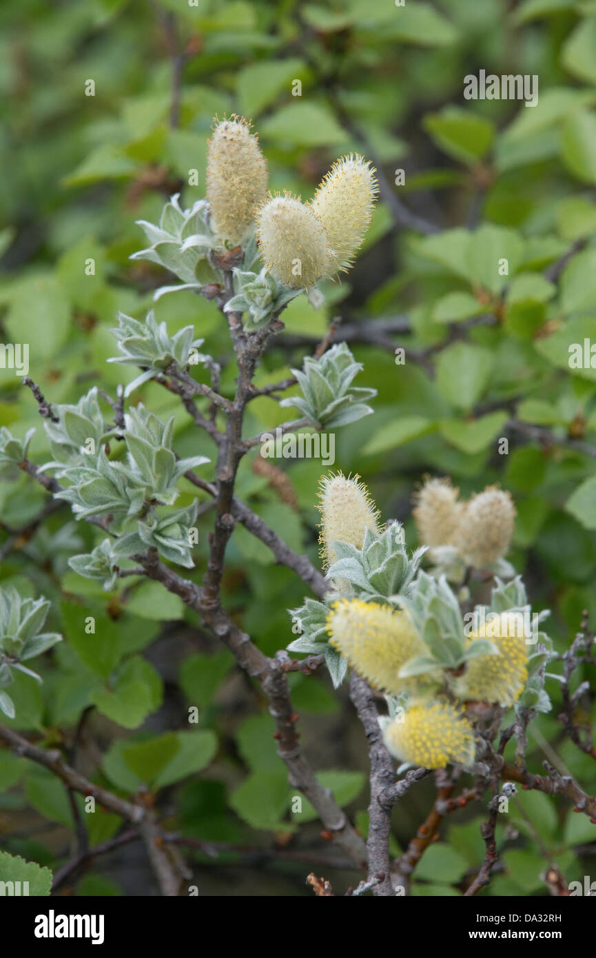 Woolly Willow (Salix lanata)  a subarctic species native to Iceland male catkin Svartifoss National Park Iceland Europe Stock Photo