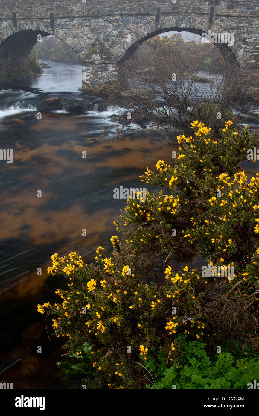 gorse bush over hangs the river near postbridge clapper in Dartmoor Devon Stock Photo