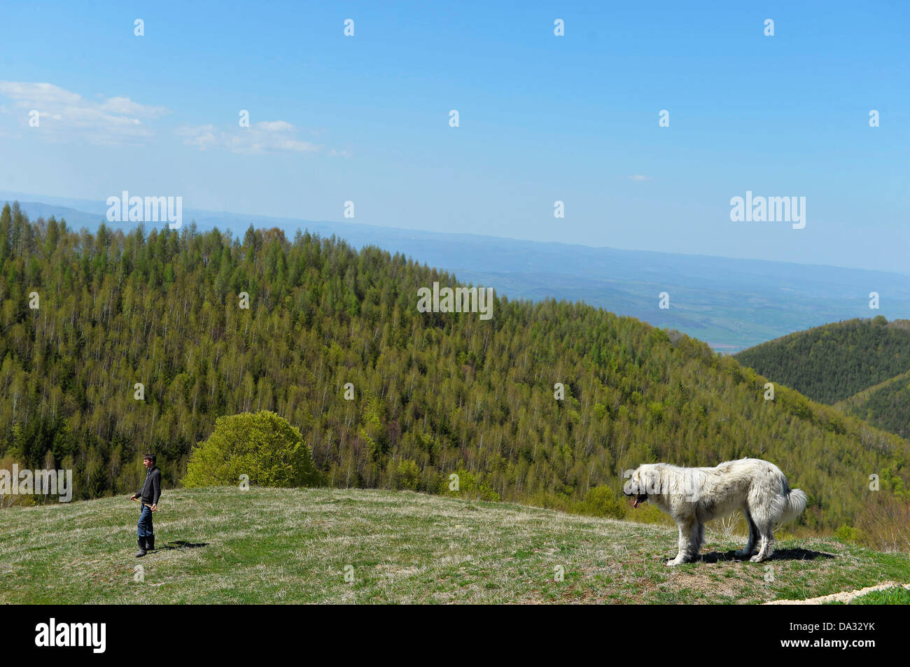 Young shepherd and shepherd dog in the Sureanu mountains, Hunedoara county,Transylvania, Romania. Stock Photo