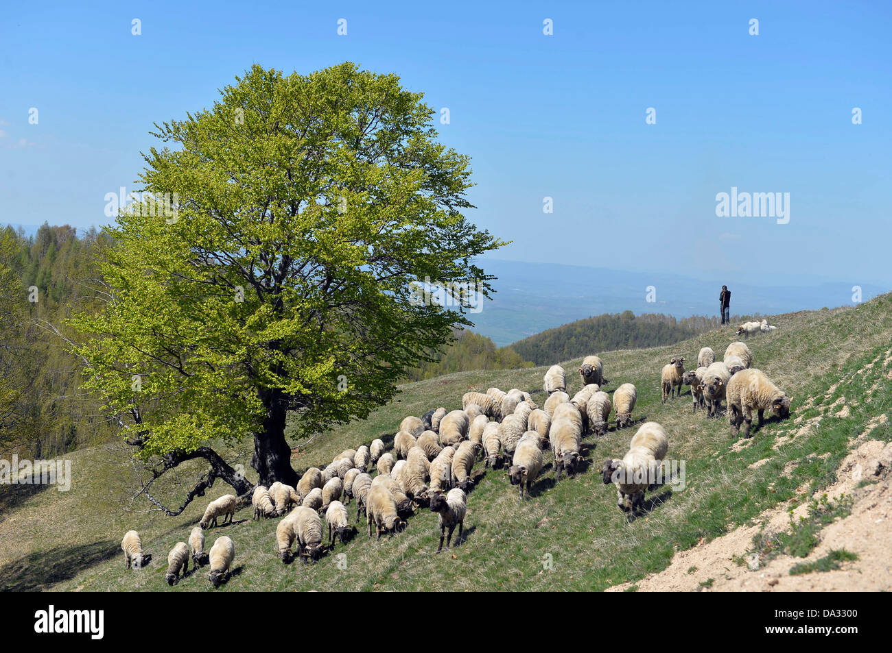 Young shepherd boy, herding sheeps in Sureanu mountain, Hunedoara county, Ursici remote village, Transylvania,Romania. Stock Photo