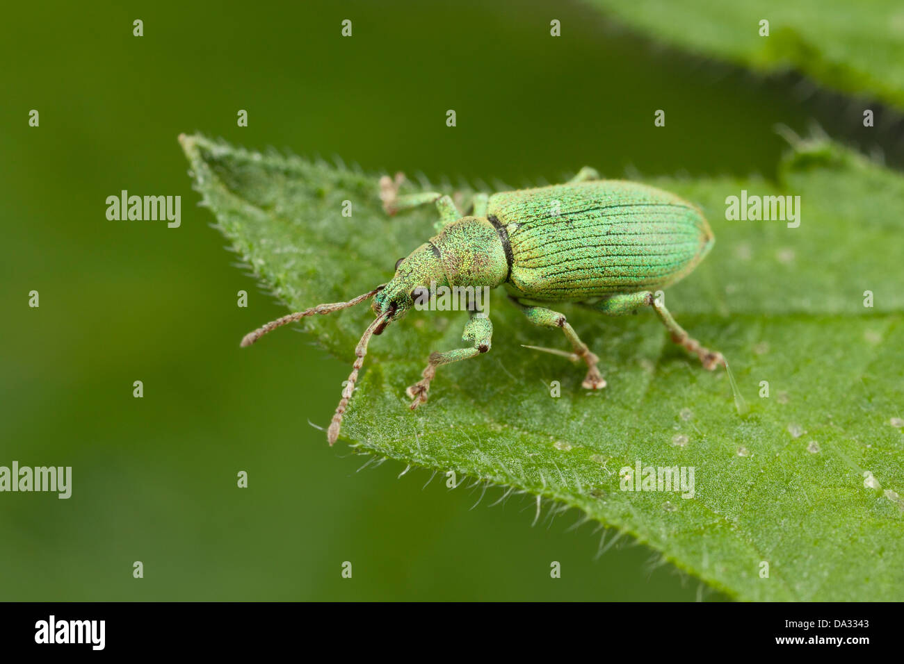 A green weevil rests on a leaf in a Hampshire garden England Stock Photo