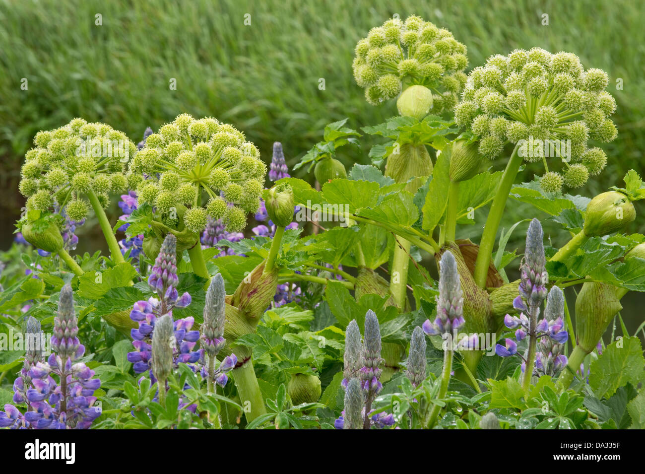 Nootka Lupin (Lupinus nootkatensis) and Garden Angelica (Angelica archangelica) flower spikes Southern Iceland Europe Stock Photo