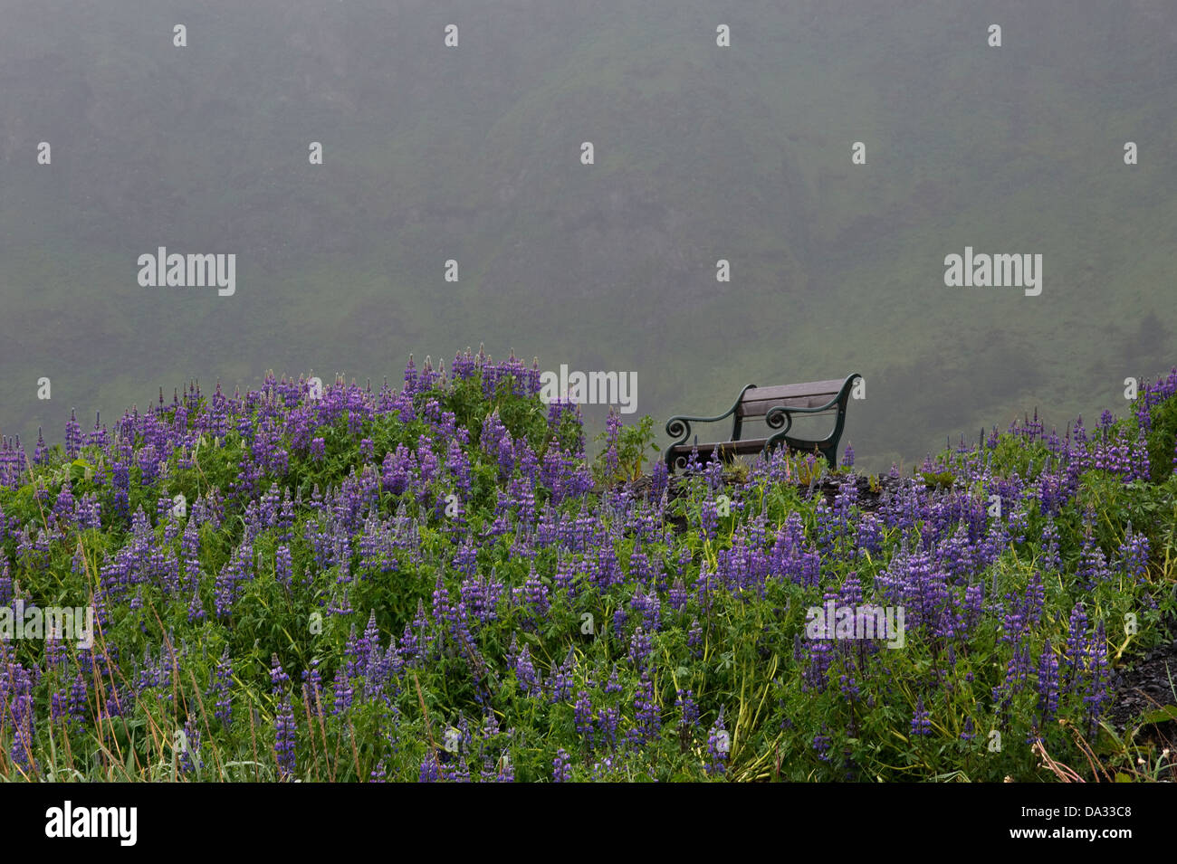 Nootka Lupin (Lupinus nootkatensis) flowers with bench early morning mist   Southern Iceland Europe Stock Photo