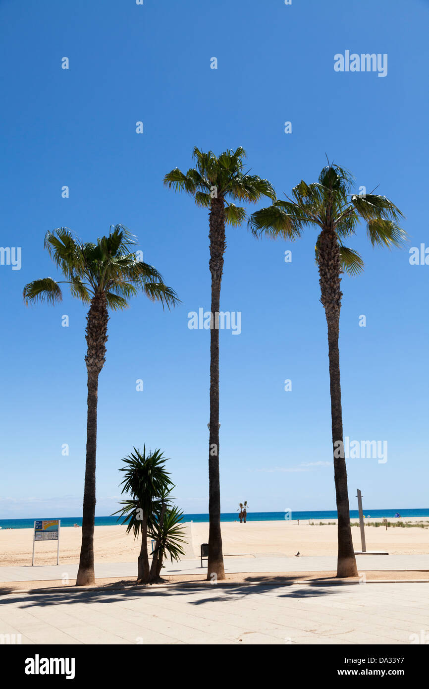 Beach blue sky sea palm trees sunny hi-res stock photography and images ...
