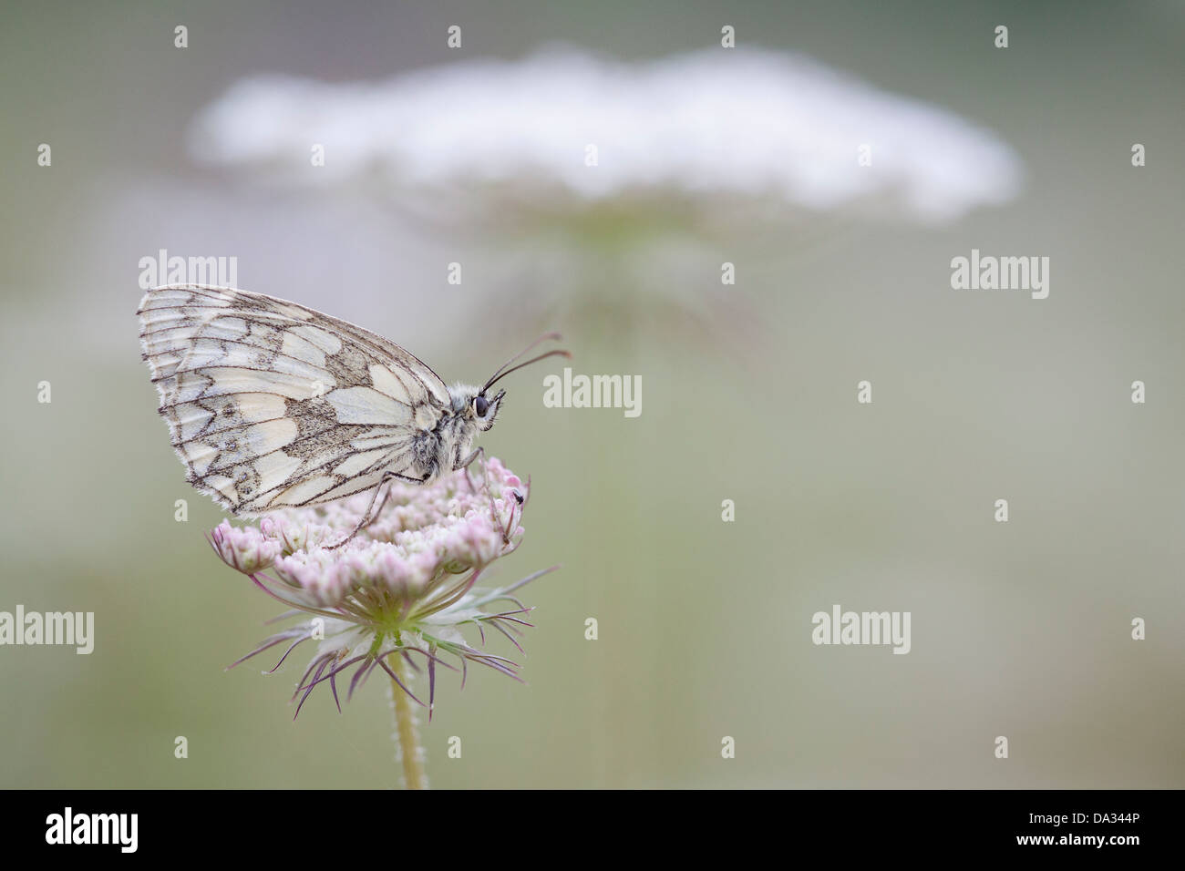A marbled white butterfly rests on a cow slip in Hampshire England Stock Photo