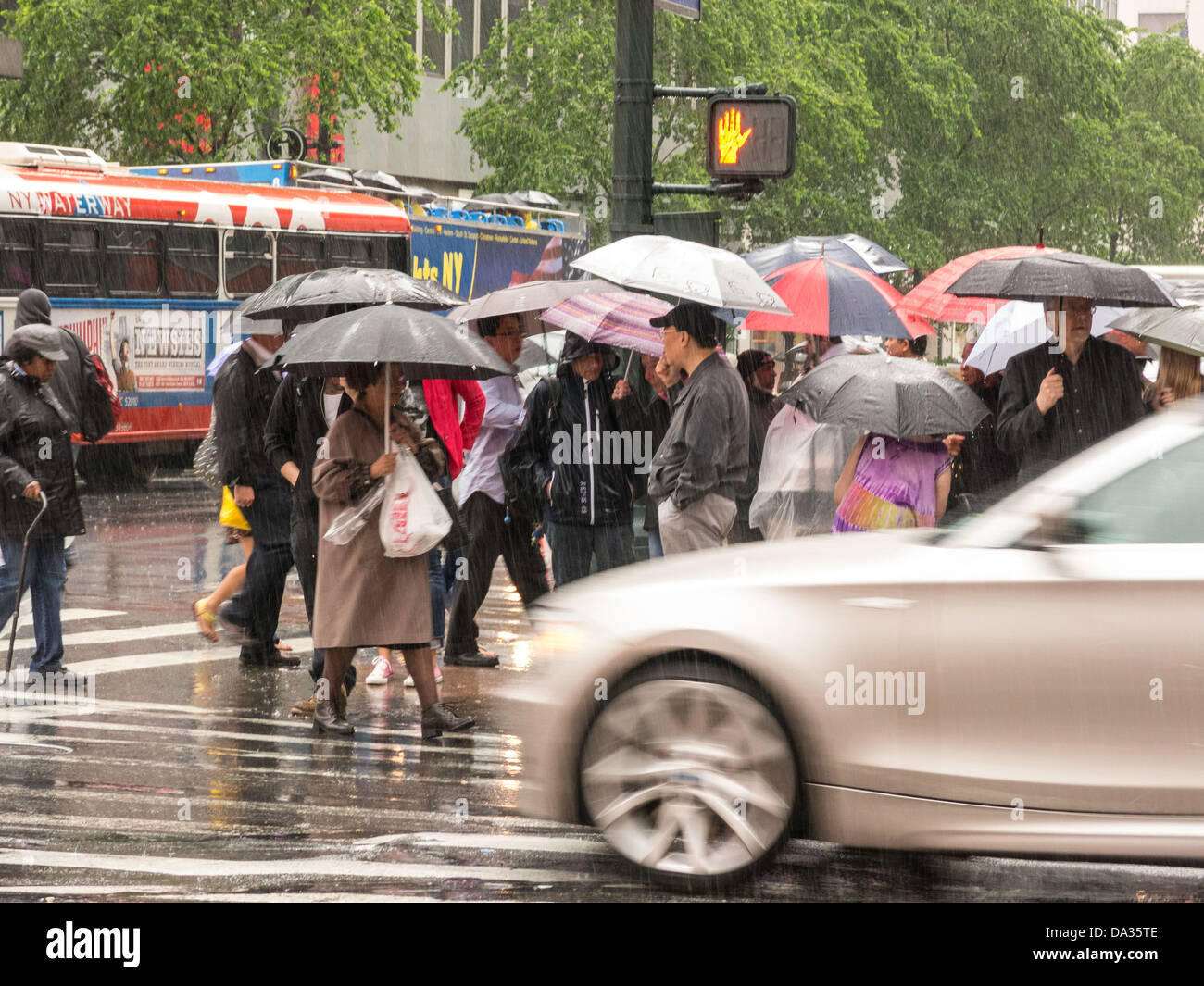 Pedestrians in Rainstorm  under Brollies, NYC Stock Photo