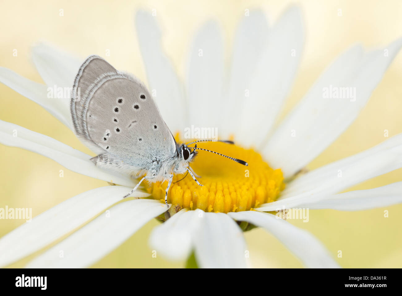 a small blue butterfly rests on an ox eye daisy Stock Photo