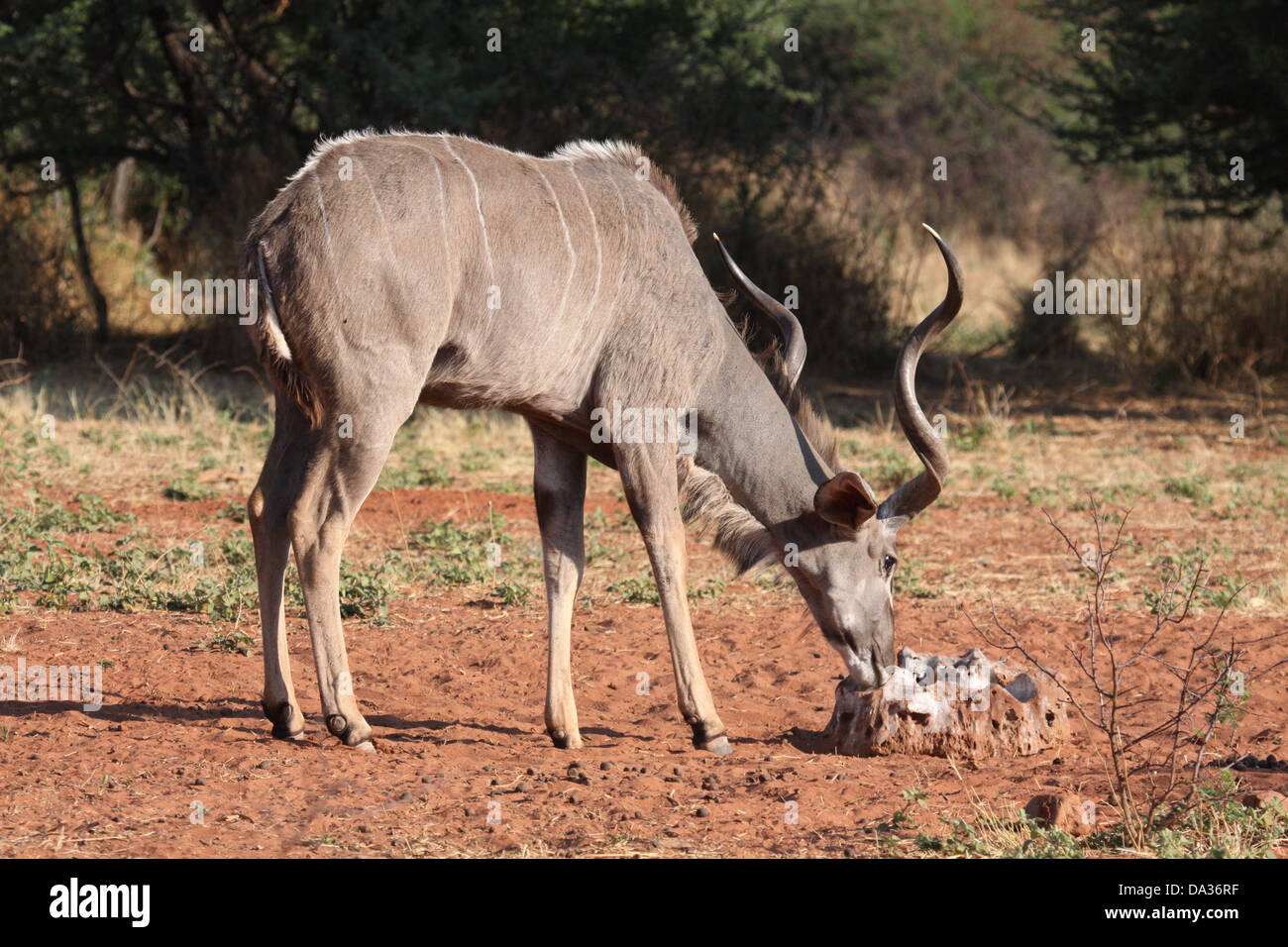 Kudu licking salt in Etosha National Park, Namibia, south Africa Stock Photo
