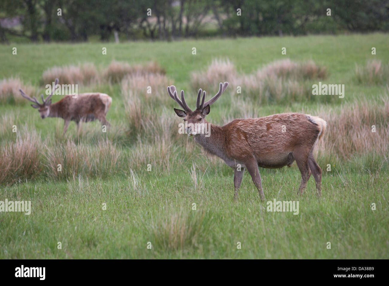 Young Red Deer stag, Cervus elaphus, with the velvet antlers, Inchnadamph, Assynt, North West Scotland, UK Stock Photo