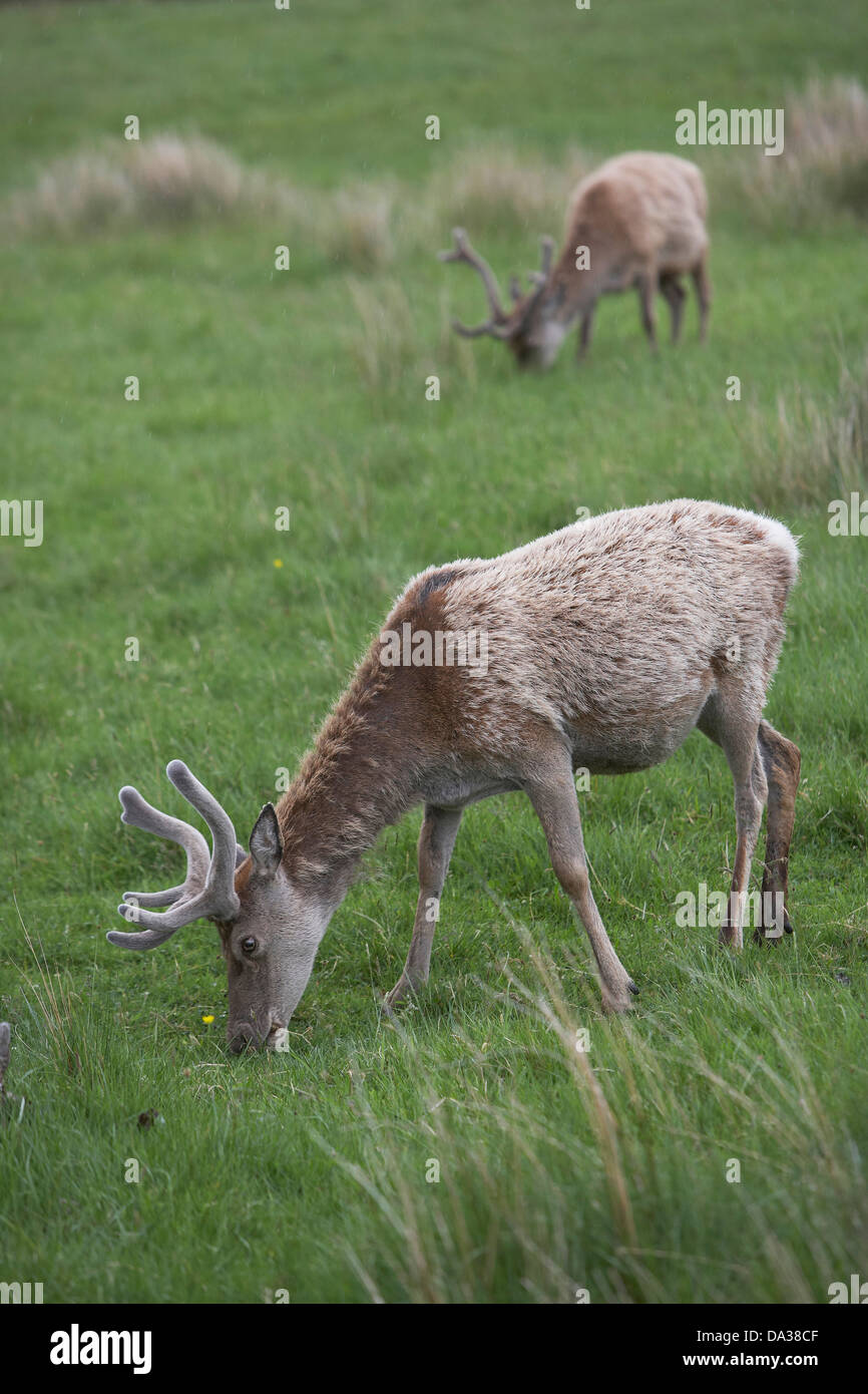 Young Red Deer stag, Cervus elaphus, with the velvet antlers, Inchnadamph, Assynt, North West Scotland, UK Stock Photo