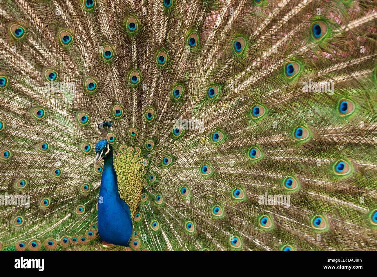 Peacock spreading its beauty Stock Photo