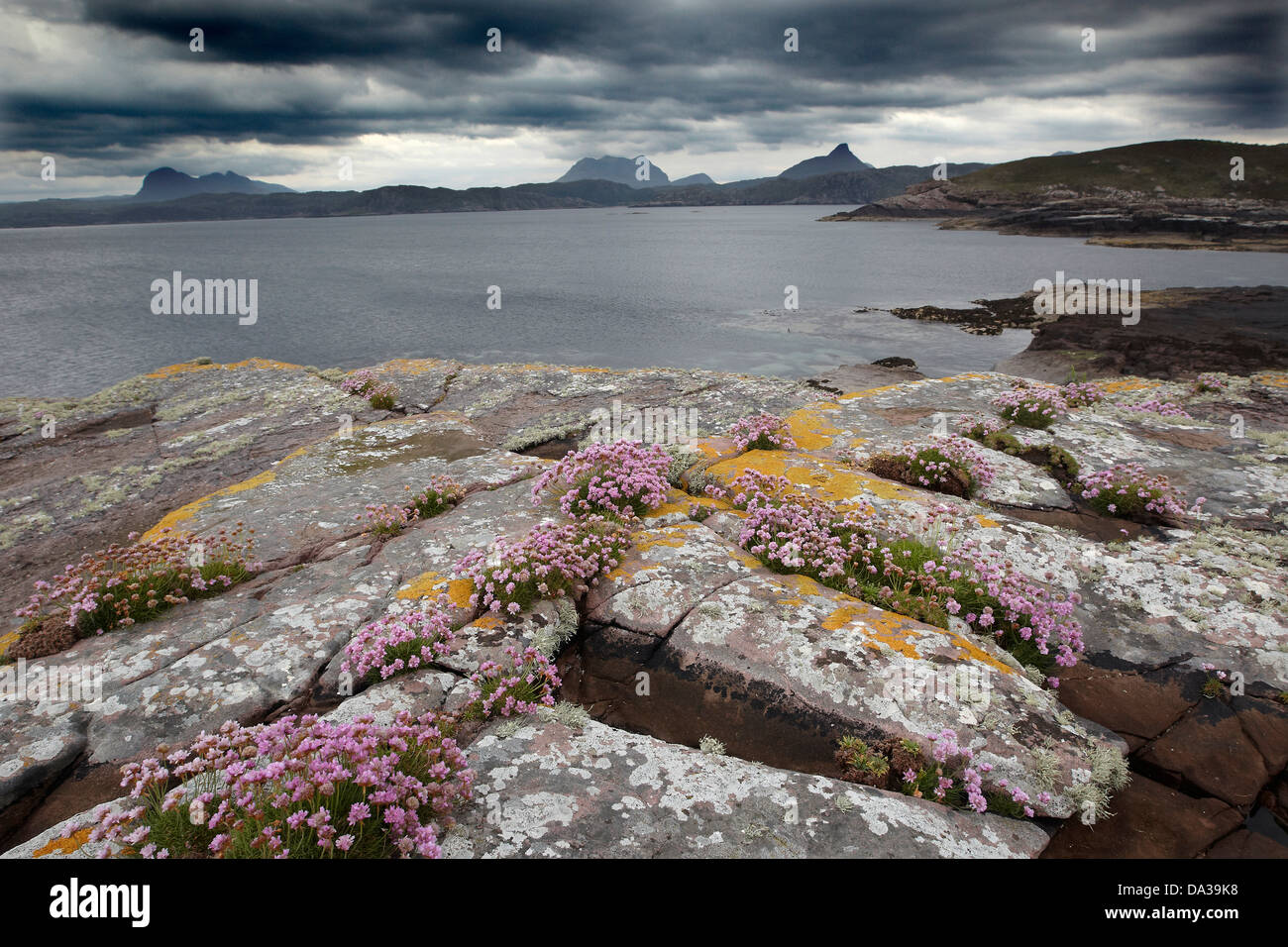 Rocks covered in Thrift and lichen under a dramatic sky on the shoreline of Enard Bay, Sutherland, North West, Scotland, UK Stock Photo