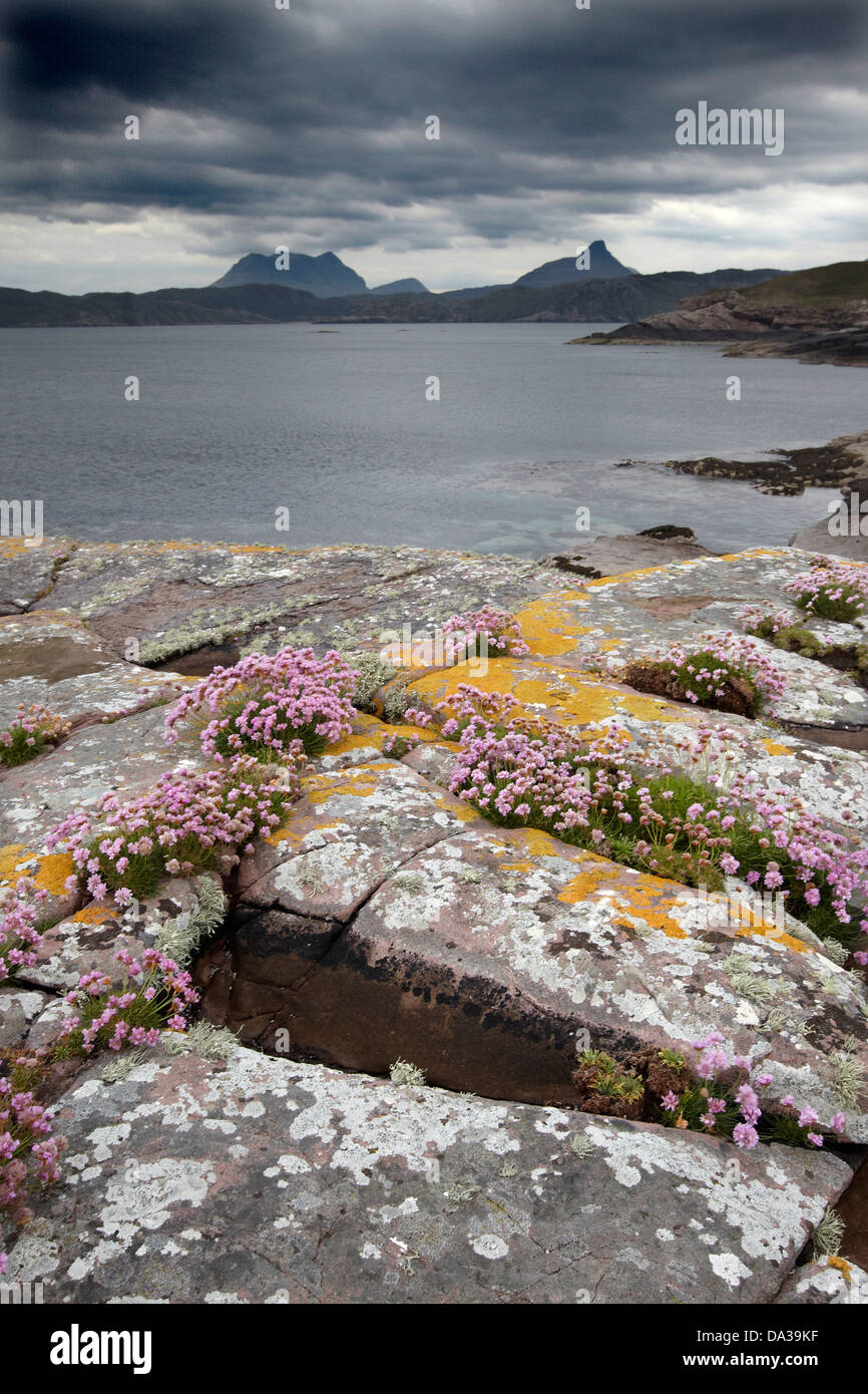 Rocks covered in Thrift and lichen under a dramatic sky on the ...