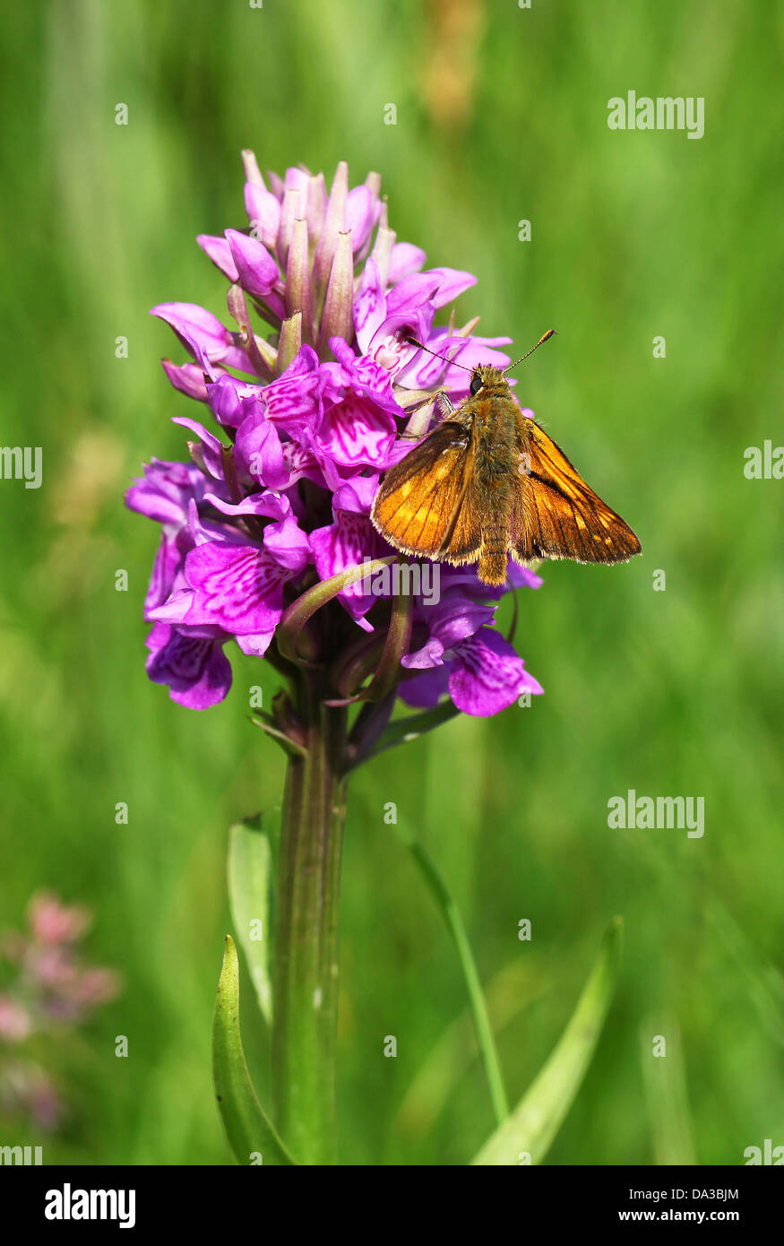 Large Skipper (Ochlodes sylvanus) butterfly feeding on an Early Marsh Orchid, (Dactylorhiza incarnata) Stock Photo