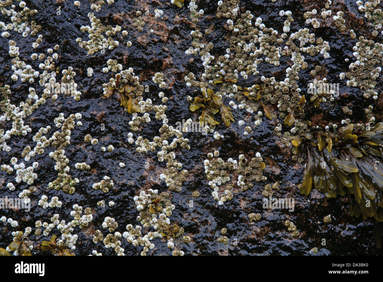 Wet rock with barnacles. Stock Photo