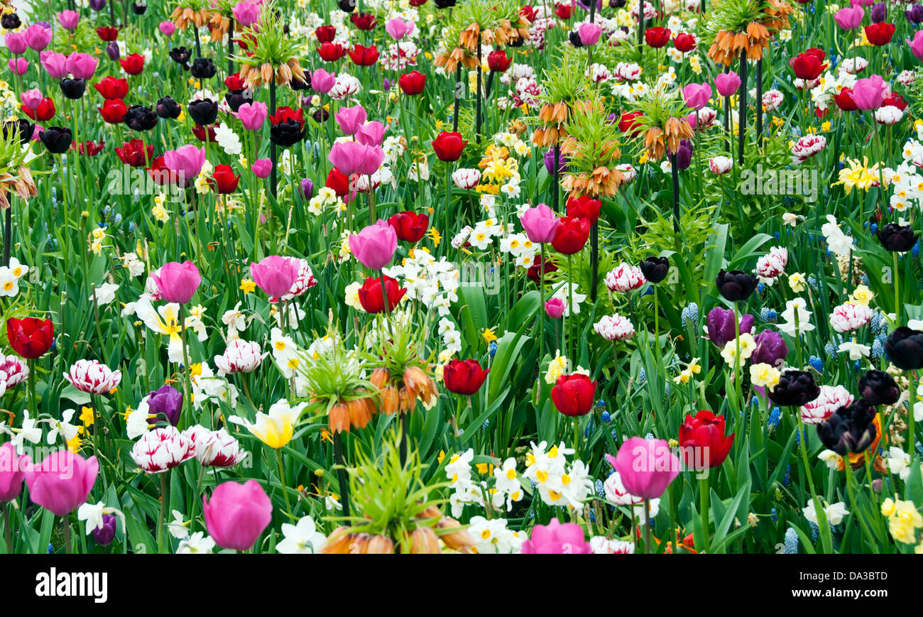 wild flowers in garden as background Stock Photo - Alamy