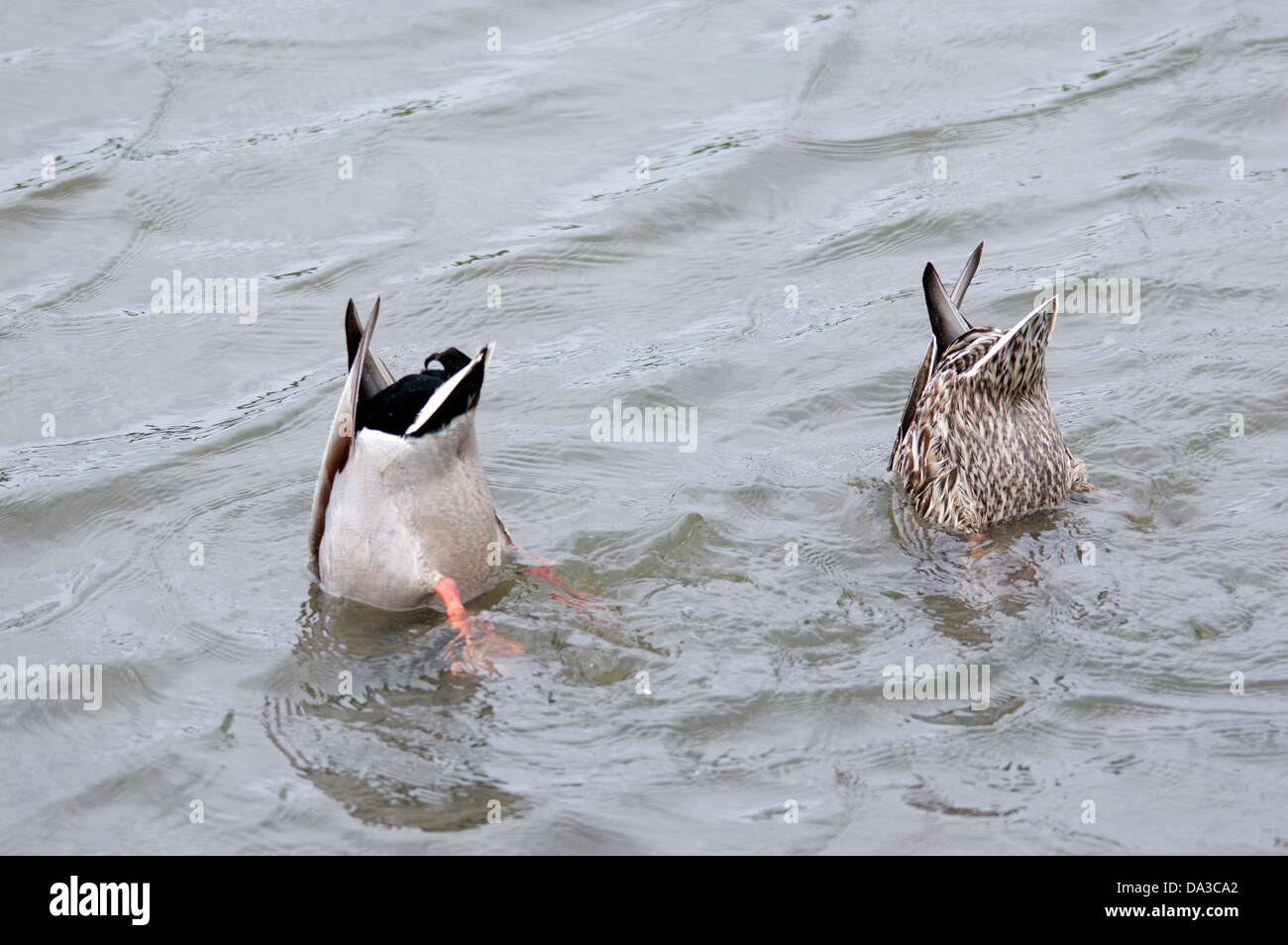 Two ducks upside down in a pond Stock Photo Alamy