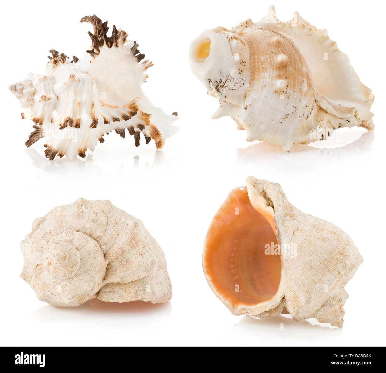seashell isolated on white background Stock Photo - Alamy