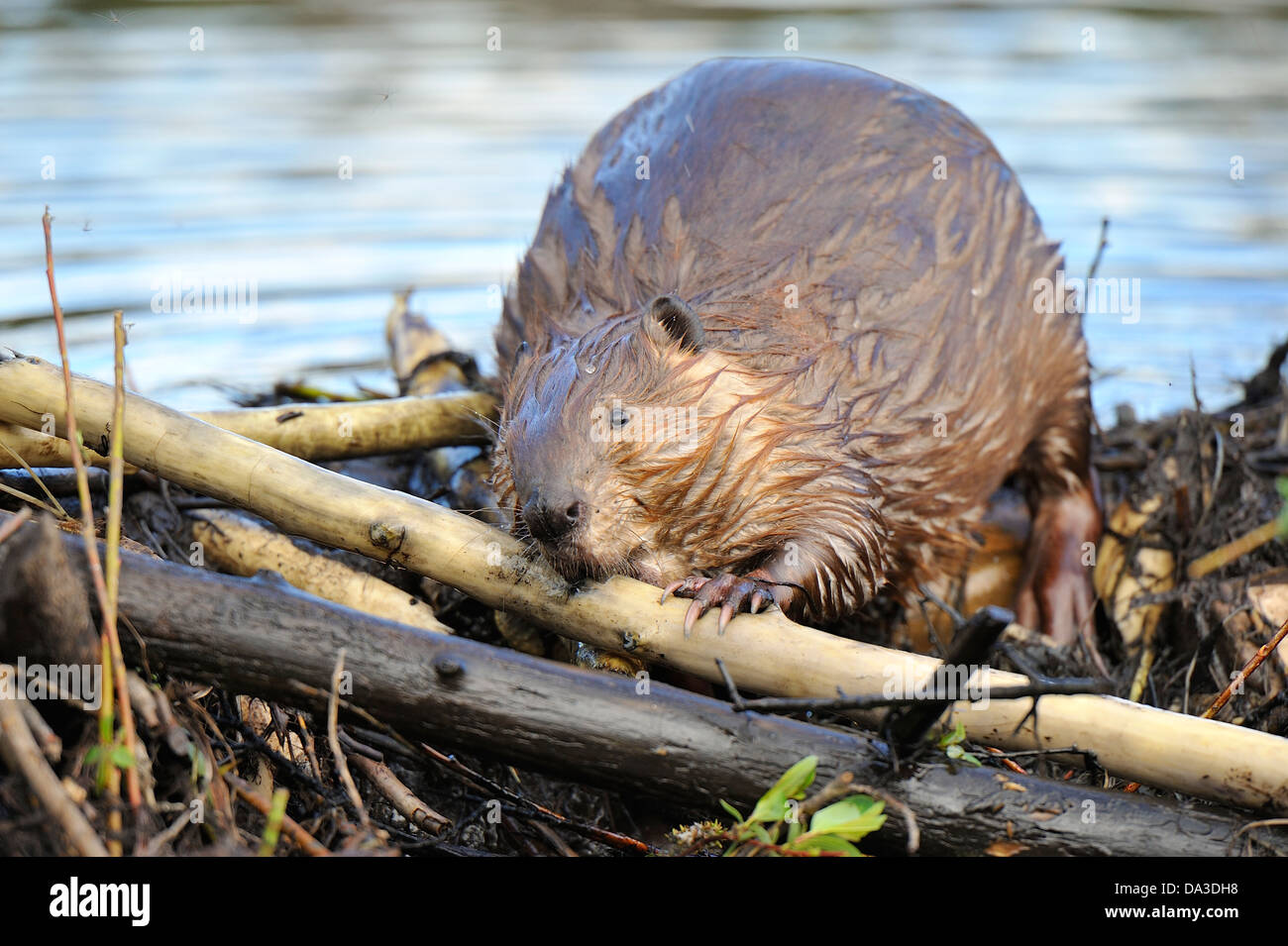 An adult beaver uses his mouth and paws to place a stick on the leaking dam. Stock Photo