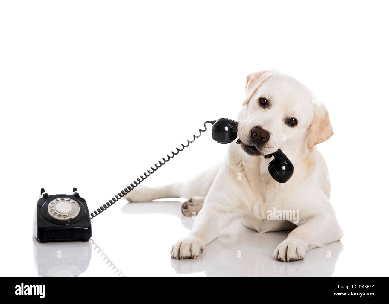 Portrait of a Labrador retriever holding a telephone with mouth Stock Photo