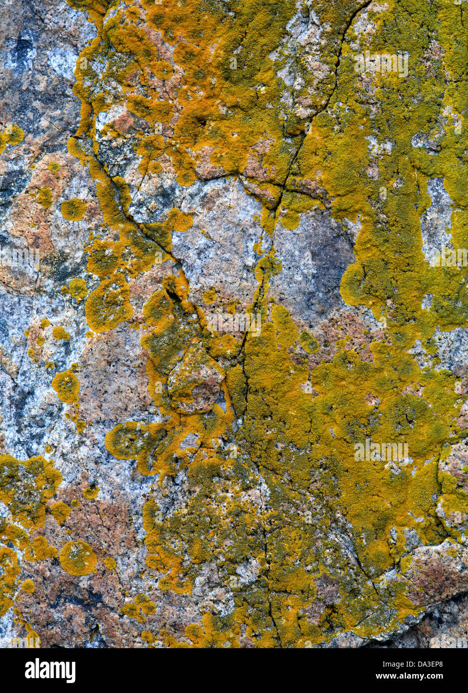 Orange, yellow and green lichens on granite rocks, Schoonic Peninsula, Maine Stock Photo