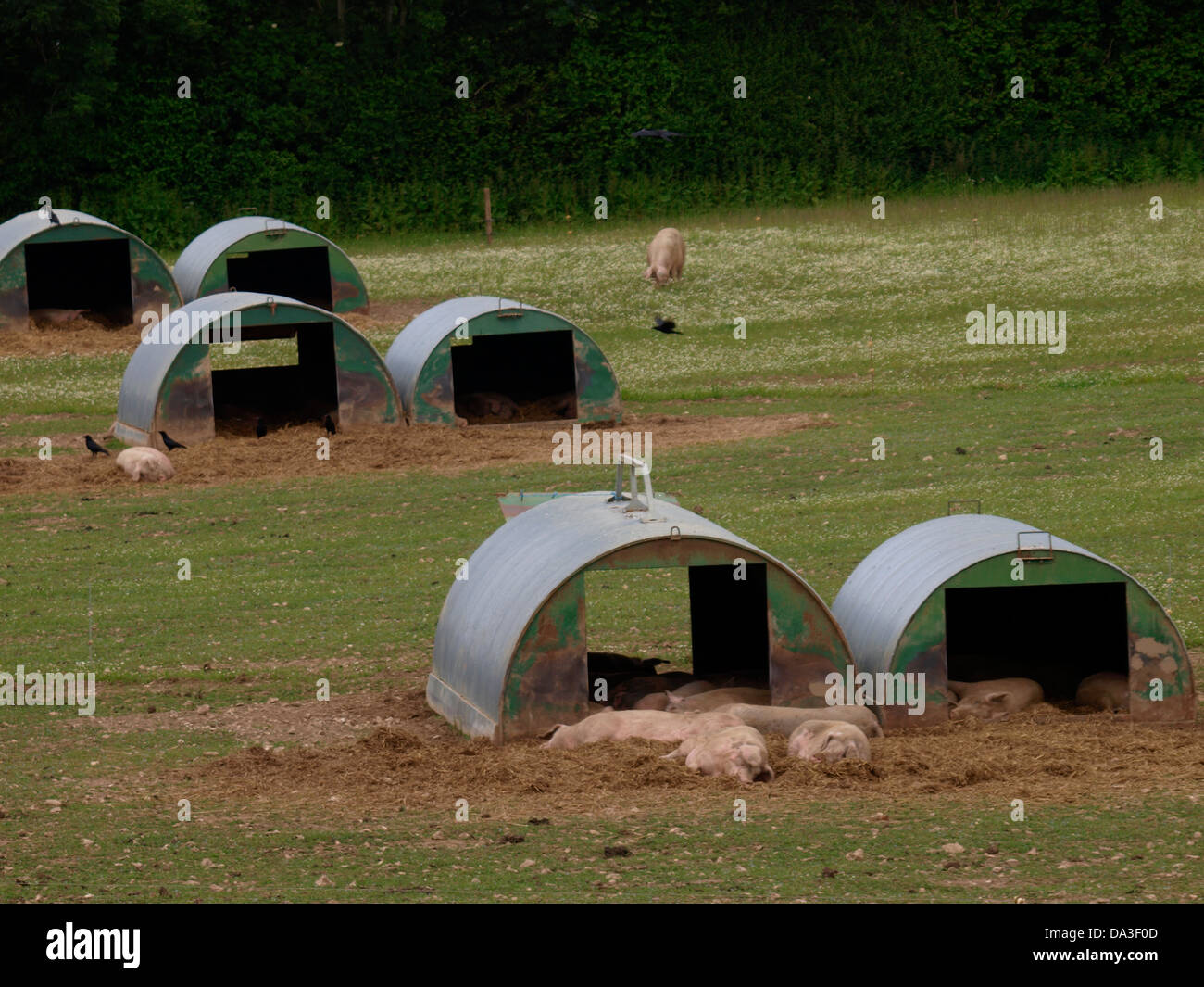 Pig farm, Devon, UK 2013 Stock Photo