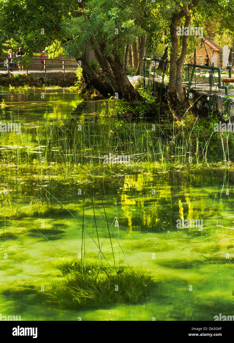 River with plants hi-res stock photography and images - Alamy