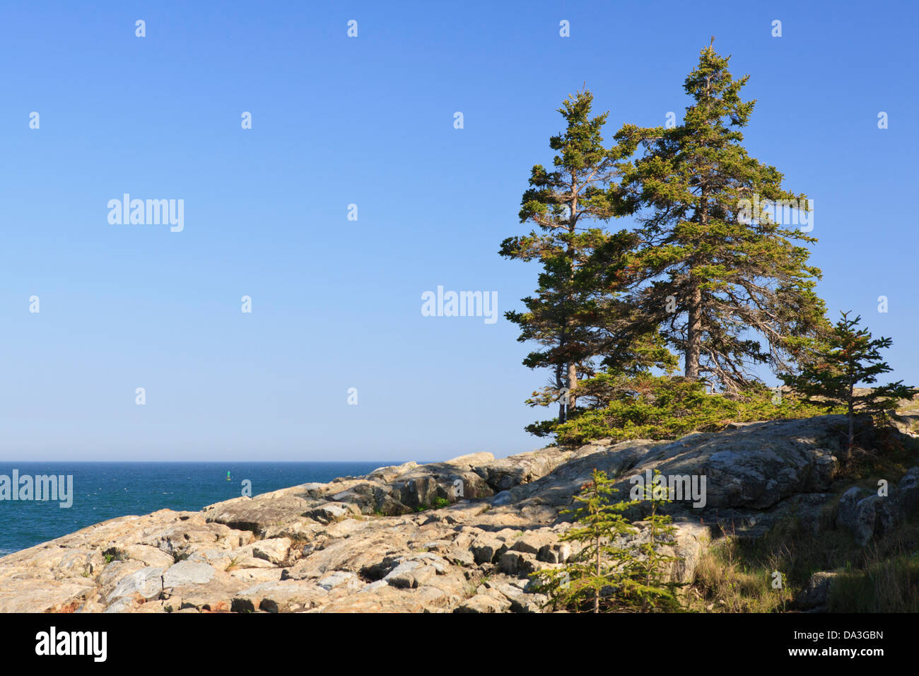 Lone pine trees alone the Atlantic ocean coast, Acadia National Park, Maine. Stock Photo