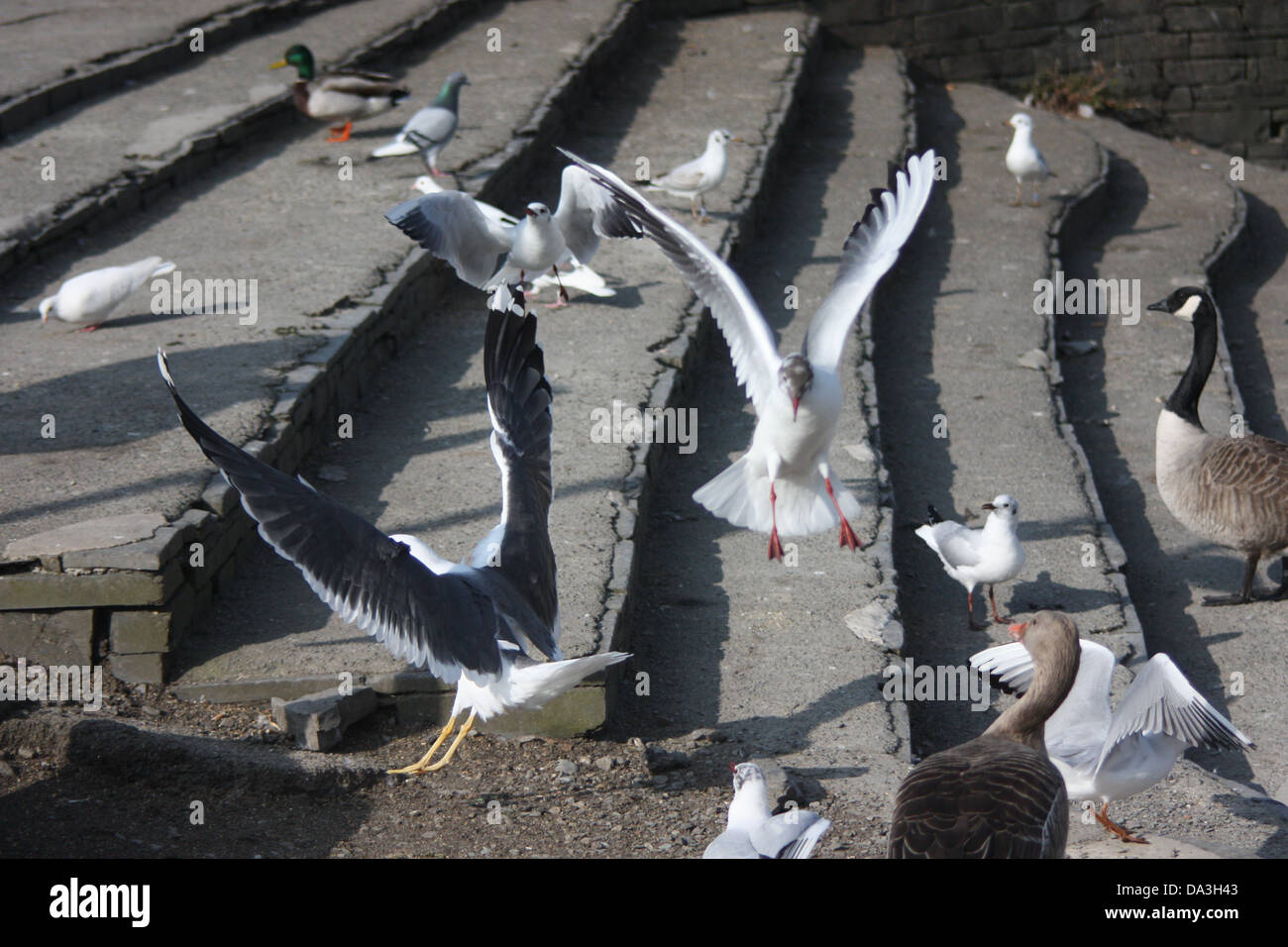 Birds flocking for food Stock Photo