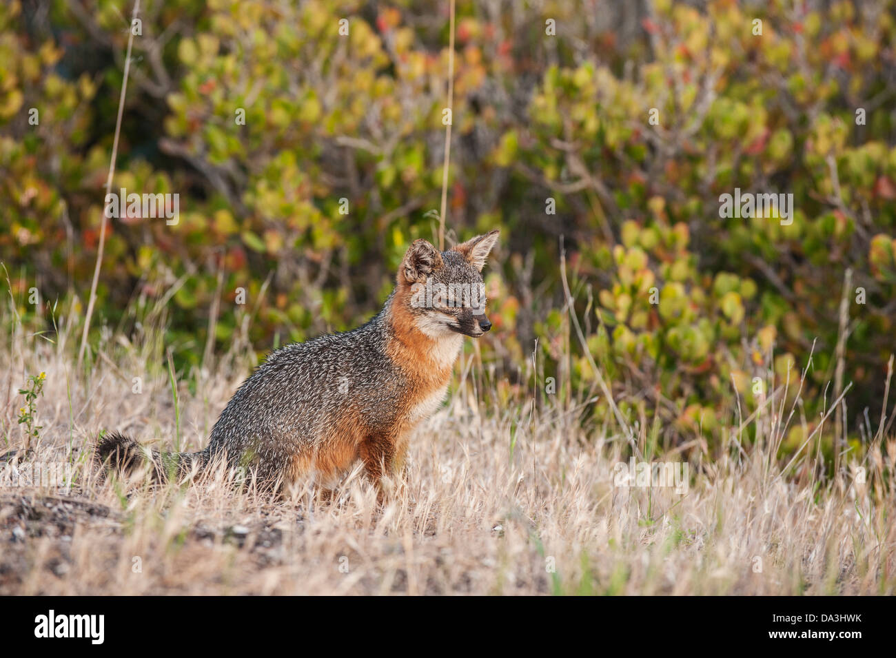 Endangered Island Fox - Urocyon littoralis santacruzae - Santa Cruz Island, Channel Islands National Park, California Stock Photo