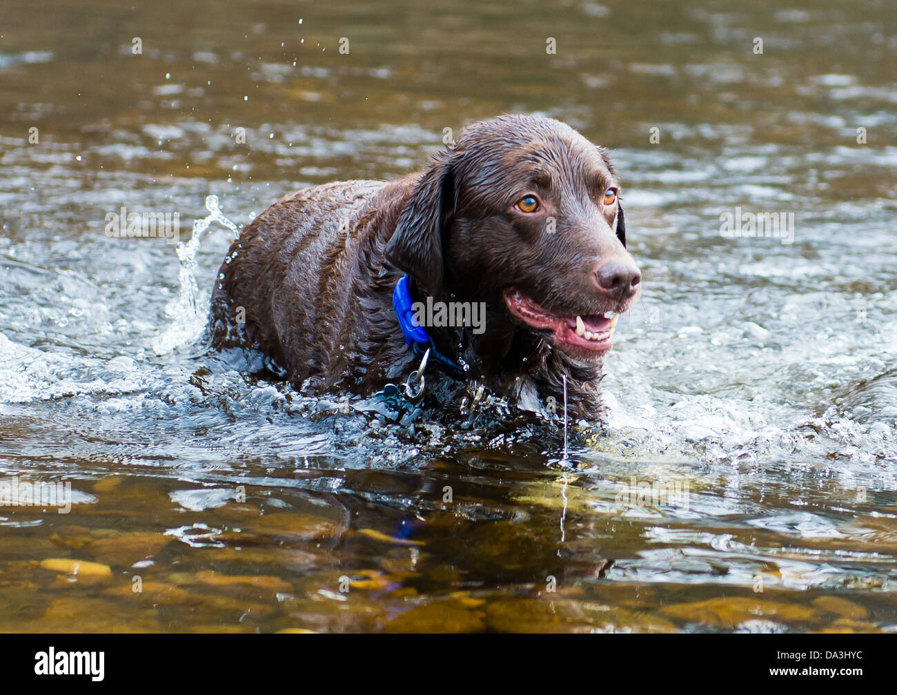 Dog walking out of the river Wharfe at Bolton Abbey, UK Stock Photo