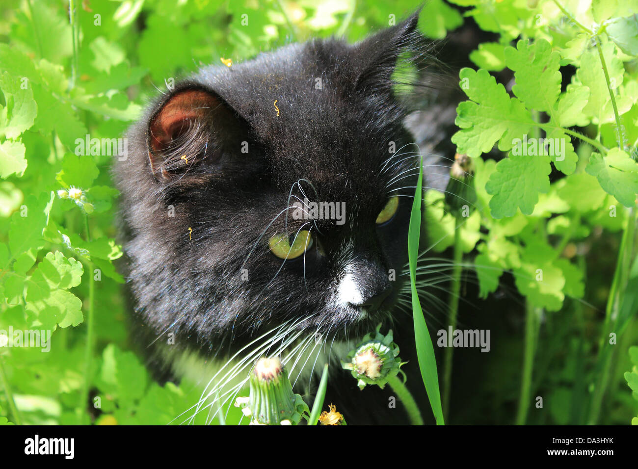 image of black cat with white tie in the bush Stock Photo