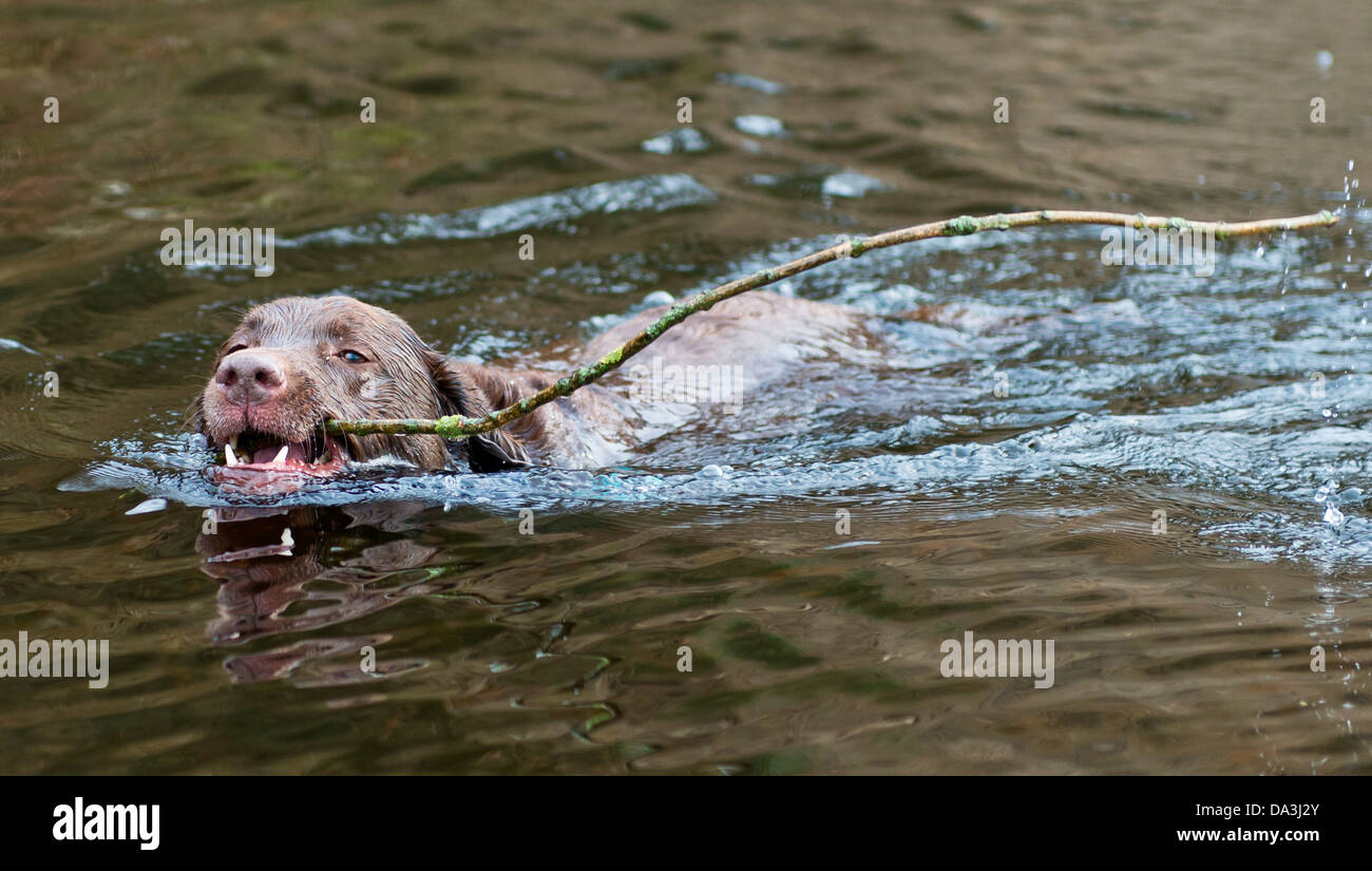 Labrador retrieving long stick in river Wharfe at Bolton Abbey, UK Stock Photo
