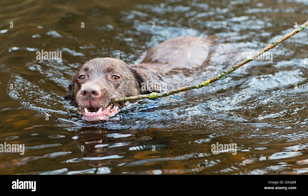 Labrador retrieving long stick in river Wharfe at Bolton Abbey, UK Stock Photo