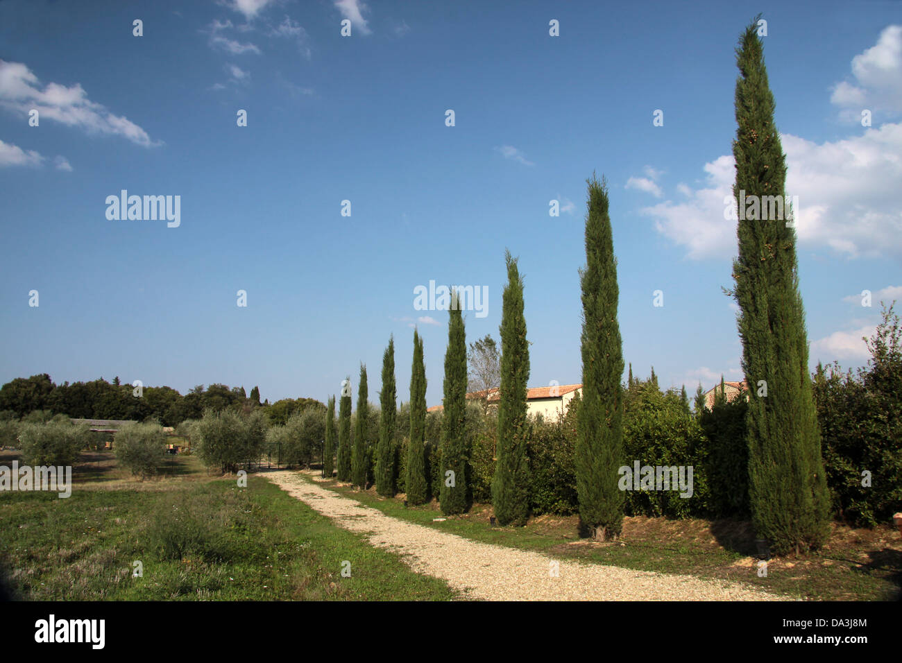 Cypress tree alley in Tuscany Stock Photo