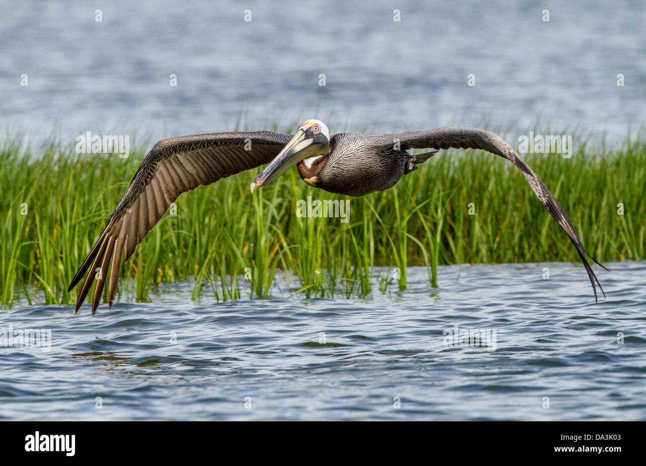 Brown Pelican in flight. Returning to rookery Stock Photo