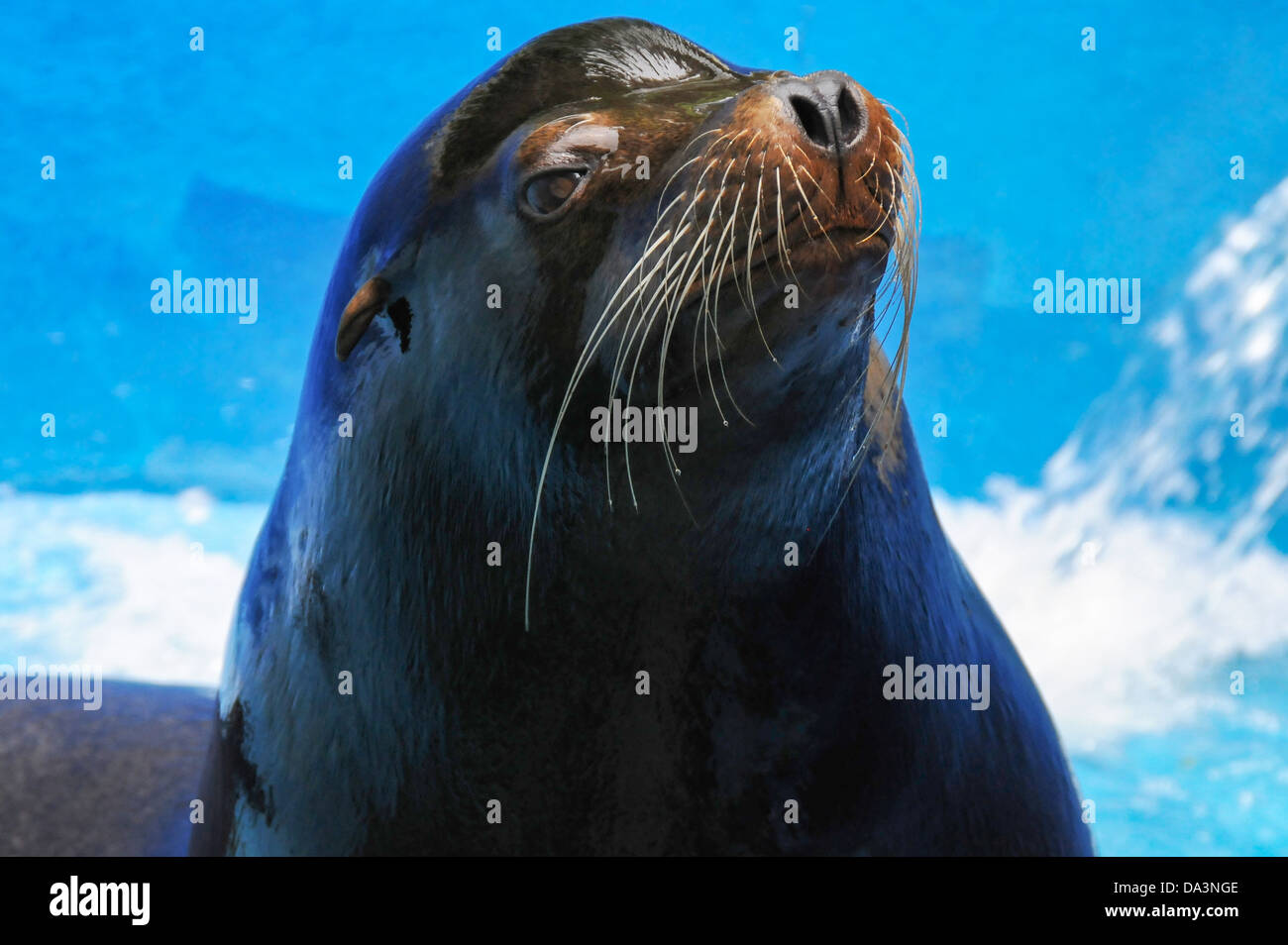 Big sea lion hi-res stock photography and images - Alamy