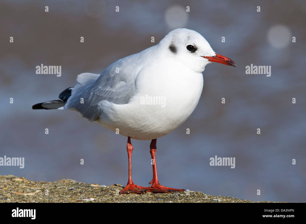 An adult black-headed gull (Larus ridibundus) in winter plumages standing on the sea wall at Leysdown-on-Sea. Stock Photo