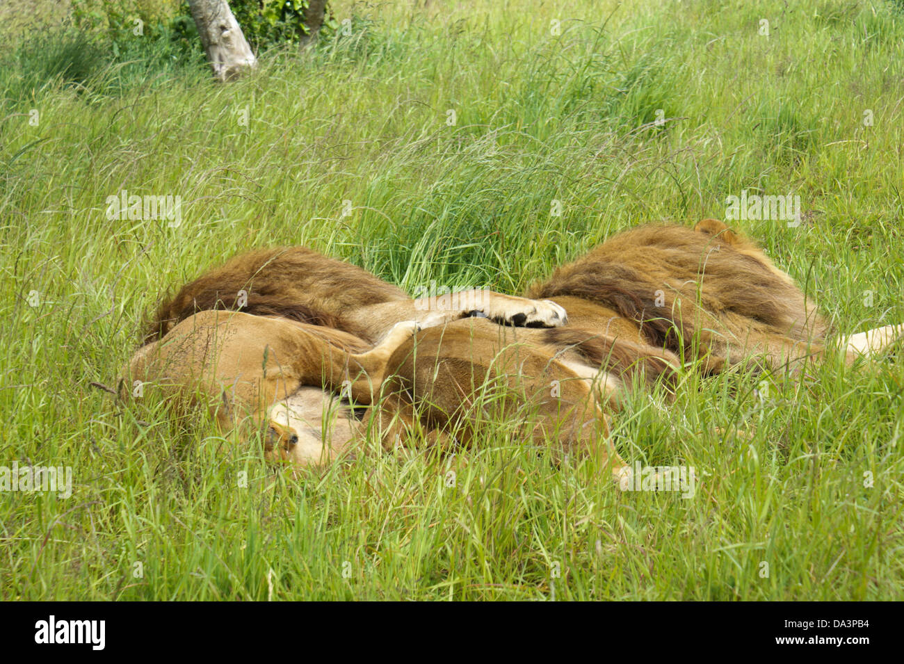 Sleeping Lions Stock Photo