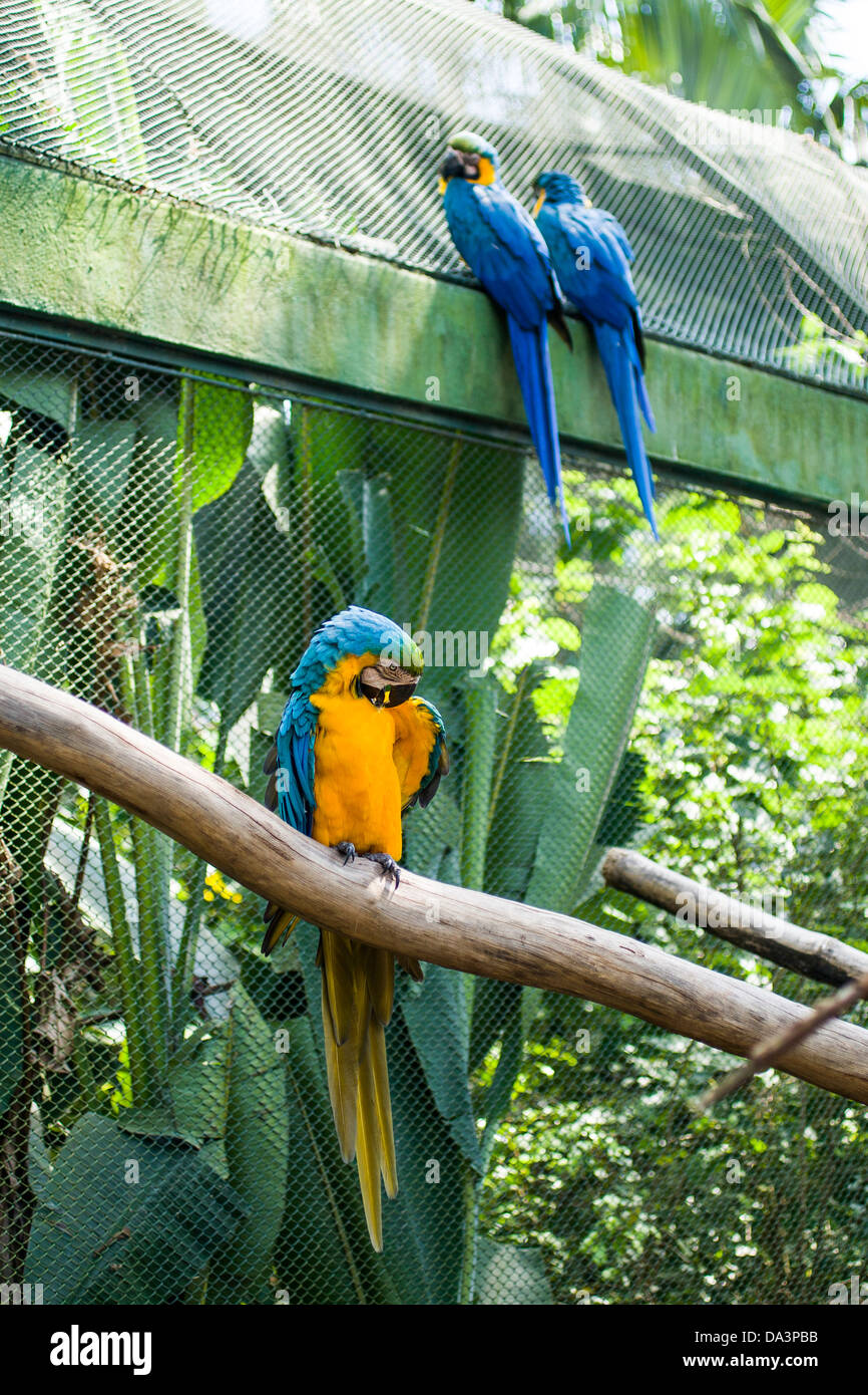 Captives blue and yellow macaws. Stock Photo