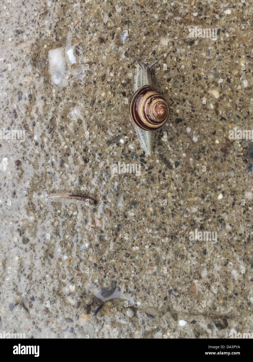 New York, USA. 2nd July 2013. 2 July 2013: With continued rainy weather in the forcast, torrential downpours and flash flood warnings in the New York tristate area, it is the perfect weather for snails.  Here, showing up on a suburban sidewalk in Mt. Kisco, New York. Cepaea nemoralis common names Brown-lipped snail, Larger banded snail, Banded wood snail, Grove snail. iPhone photo. Credit:  Marianne A. Campolongo/Alamy Live News Stock Photo