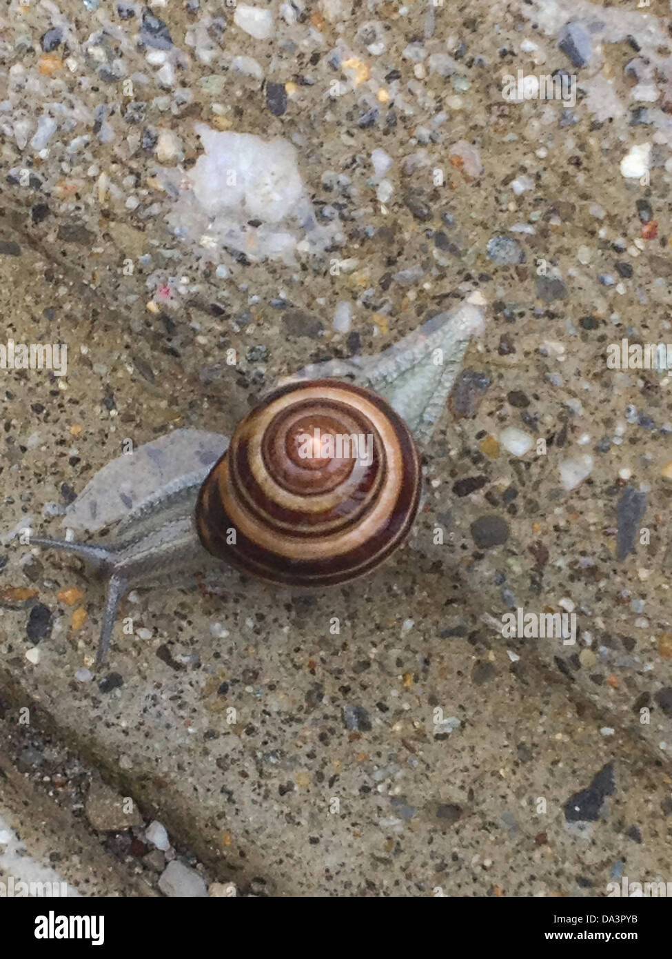 New York, USA. 2nd July 2013. 2 July 2013: With continued rainy weather in the forcast, torrential downpours and flash flood warnings in the New York tristate area, it is the perfect weather for snails.  Here, showing up on a suburban sidewalk in Mt. Kisco, New York. Cepaea nemoralis common names Brown-lipped snail, Larger banded snail, Banded wood snail, Grove snail. iPhone photo. Credit:  Marianne A. Campolongo/Alamy Live News Stock Photo