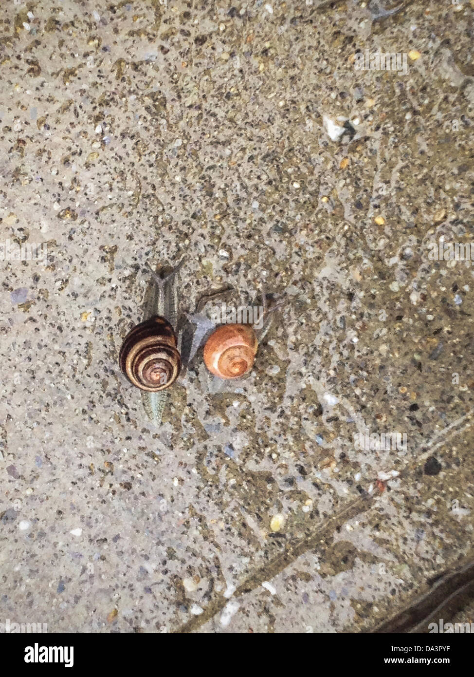 New York, USA. 2nd July 2013 : With continued rainy weather in the forecast, torrential downpours and flash flood warnings in the New York tri-state area, it is the perfect weather for snails.  Here, showing up on a suburban sidewalk in Mt. Kisco, New York. Cepaea nemoralis common names Brown-lipped snail, Larger banded snail, Banded wood snail, Grove snail. iPhone photo. Credit:  Marianne A. Campolongo/Alamy Live News Stock Photo