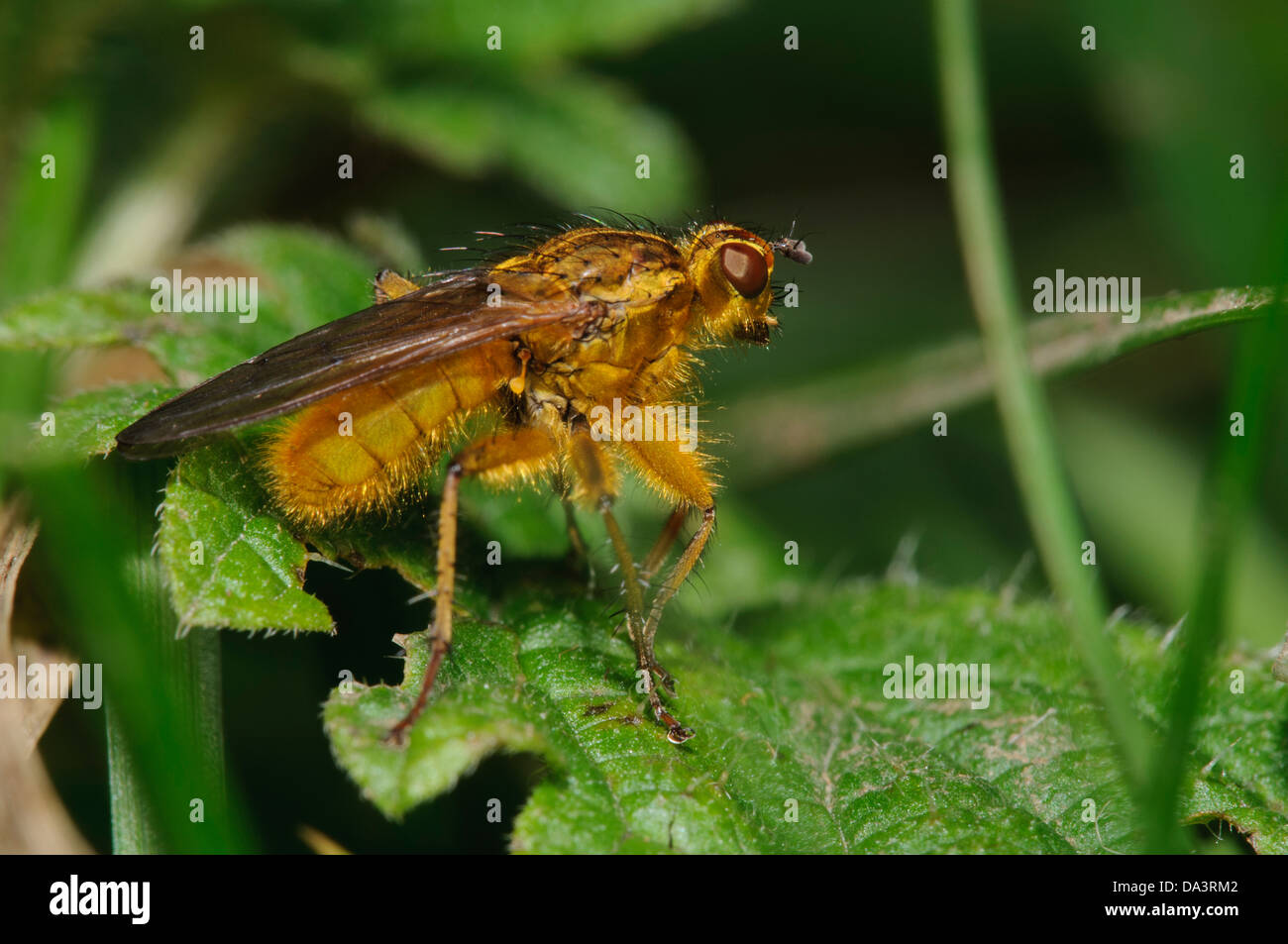 A male yellow dung-fly (Scathophaga stercoraria) perched on a leaf in grassland at Stainforth in the Yorkshire Dales Stock Photo