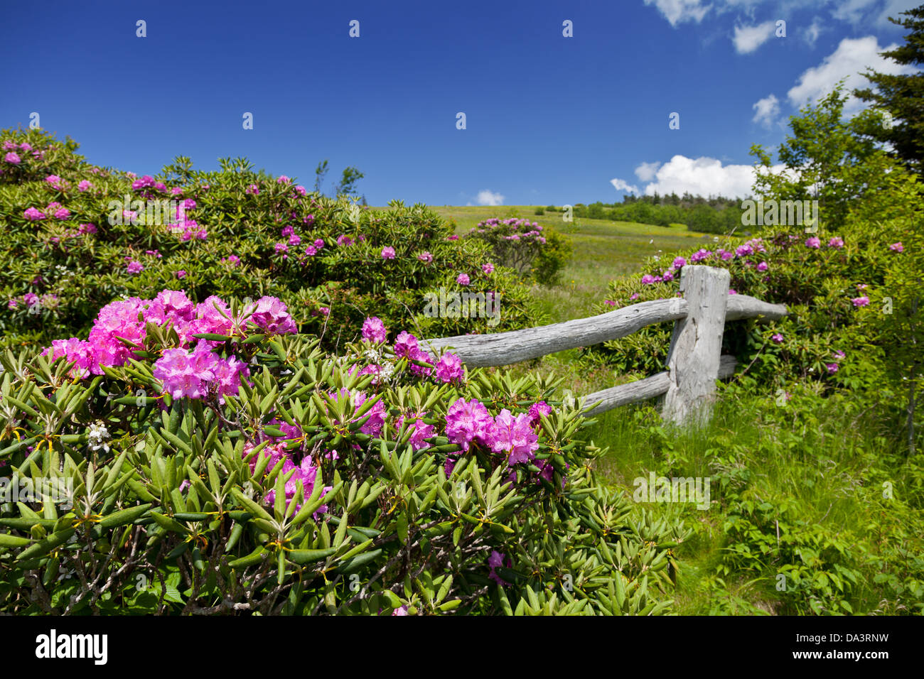 Carvers Gap, Roan Mountain State Park, North Carolina Stock Photo Alamy