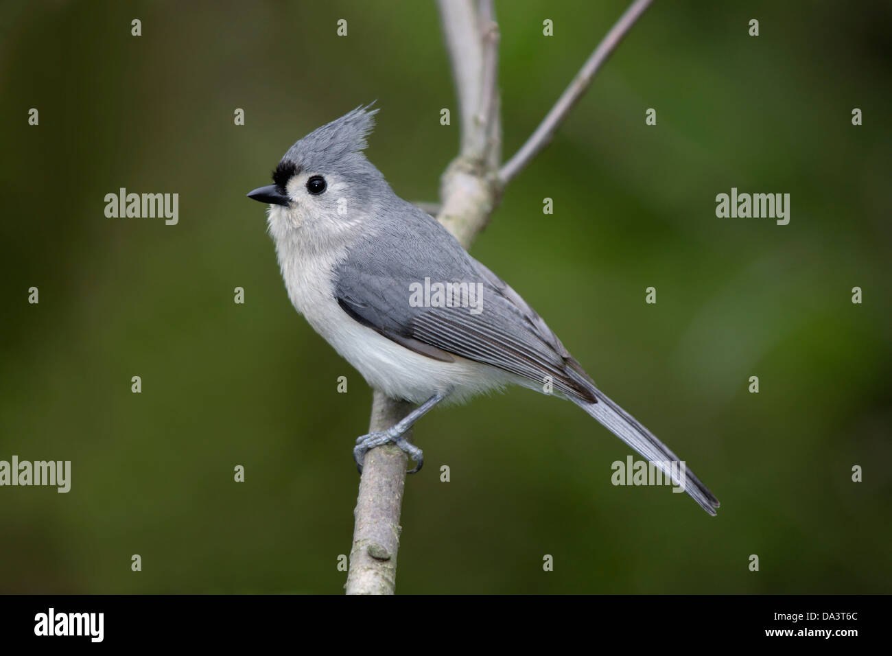 A Tiny Bird, The Tufted Titmouse Posing Nicely, Parus bicolor Stock Photo