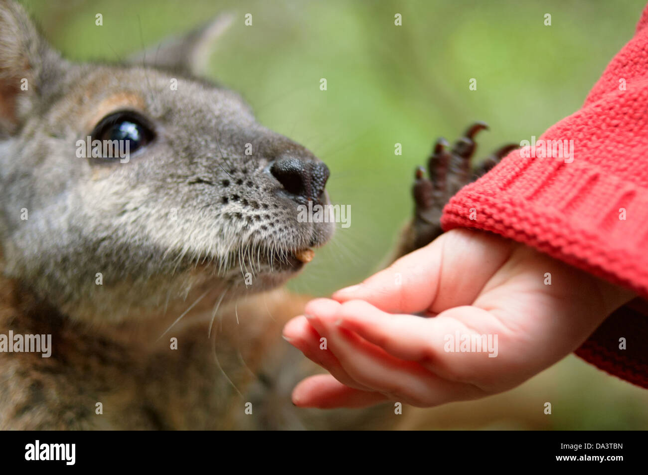 Child hand feeding a wallaby Stock Photo